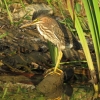 A heron perches on a fallen branch and searches the shoreline for snacks