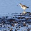 Bird standing at edge of water.