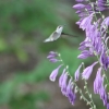 Hummingbird