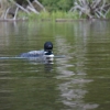 Little Clear Pond Paddle