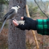 Bloomindale Bog Hike- Gray Jay enjoying a snack