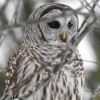 Barred Owl