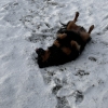 Doggy Snow Angels