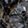 A Bald Eagle looks at the camera from it's perch in a tree