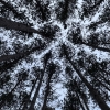 A canopy of pine trees with blue sky behind them. 