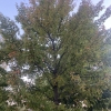 Tree in Johnson Loop