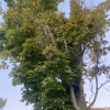 Sugar maple tree