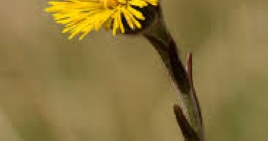 A single yellow coltsfoot flower