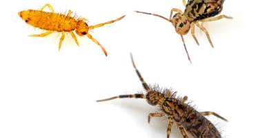 Three examples of springtails