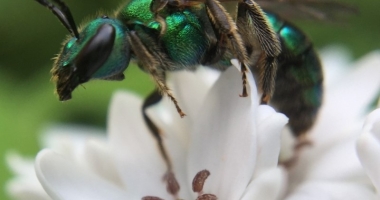 A wasp sits on a white flower.