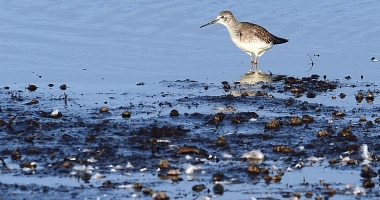 Bird standing at edge of water.