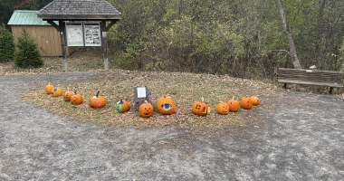 Carved and Painted pumpkins lined up along a trail.