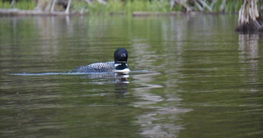 Little Clear Pond Paddle