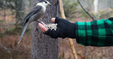 Bloomindale Bog Hike- Gray Jay enjoying a snack