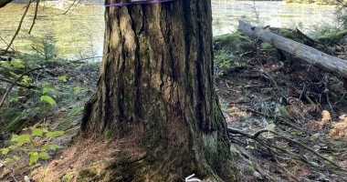 Huckleberry Lake fairy house