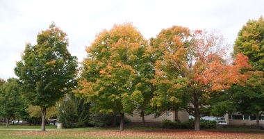 Trees next to the ODY library on SLU's campus