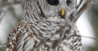 Barred Owl