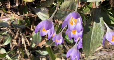 Crocuses in bloom