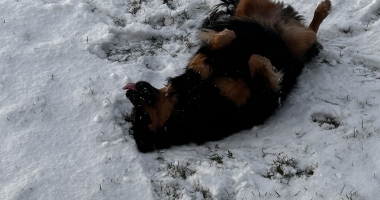 Doggy Snow Angels