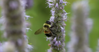 Rusty patched bumble bee on anise hyssop, Dawn Marsh/USFWS