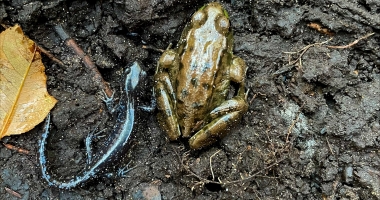 A blue spotted salamander and a green frog next to each other in the dirt. 