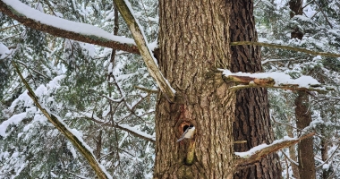 A cute chickadee 