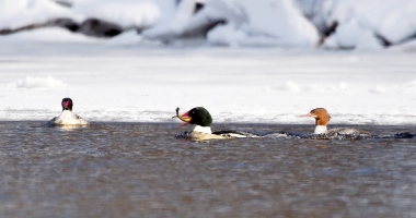 a merganser with a fish is being watched by two others without