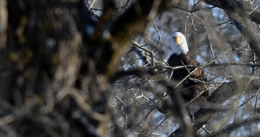 A Bald Eagle looks at the camera from it's perch in a tree