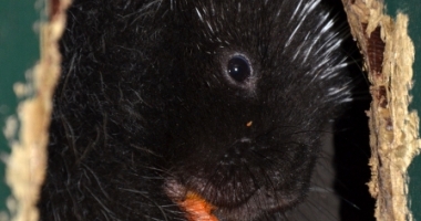 Porcupine eating a carrot in rehab