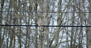 A Barred Owl perched on a wire with trees in the background.