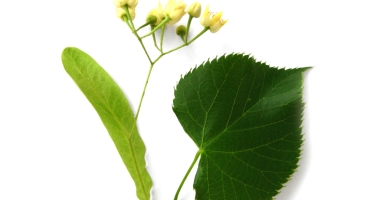 Basswood leaf and flower.