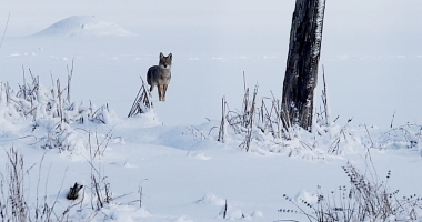 Coyote on the snow looking towards the camera.