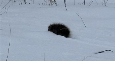 Adolescent Porcupine