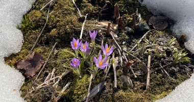 Purple crocus flowers surrounded by snow