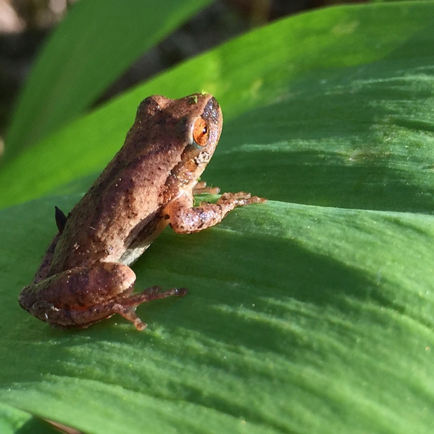 Spring Peeper! | Nature Up North