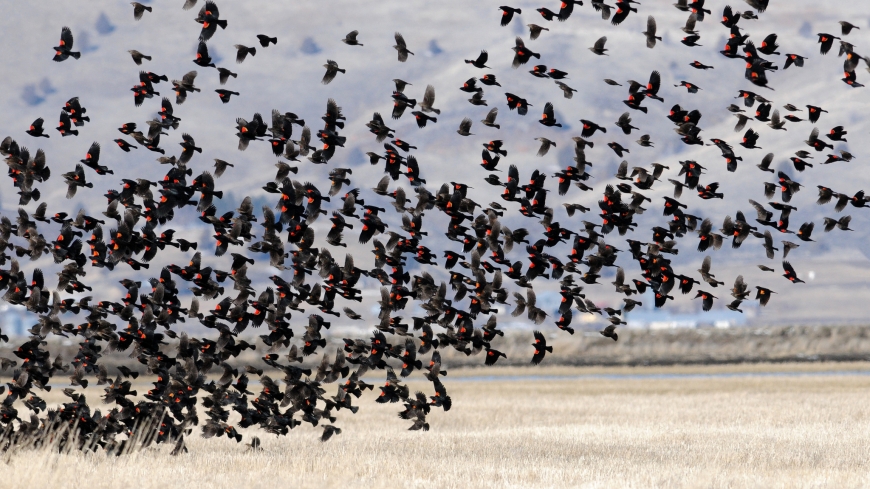 climate-change-affecting-bird-migration-eco-group