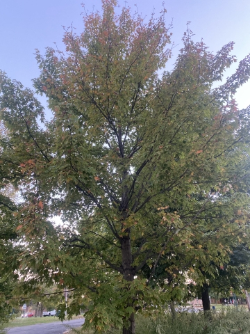 Tree in Johnson Loop