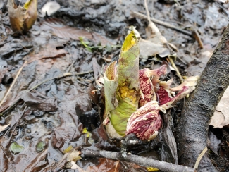 green plant with reddish outer leaves just barely emerging from mud