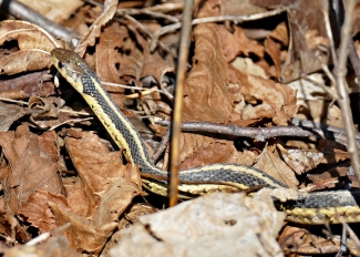 a yellow and black garter snake sticking it's head up in a bunch of brown dead leaves