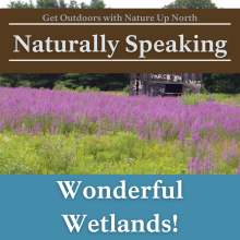 The Naturally Speaking thumbnail over a Purple Loosestrife Field