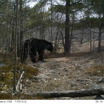 Black bear walking through the woods