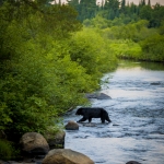 A black bear crosses an Adirondack stream.