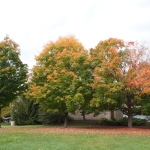 Trees next to the ODY library on SLU's campus