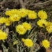 A group of coltsfoot flowers