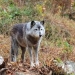 A grey wolf stands amidst a tree stand.