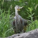 A great blue heron with a fish in its mouth.