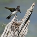 Kingbird lands at the top of next in tree stump with babies in it.