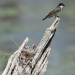 Kingbird looks for food as it's babies in the next wait impatiently.