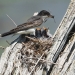 Kingbird holds a dragonfly in it's beak above the babies in the nest.