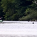 Lone seagull landing on river 